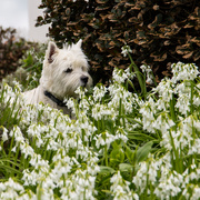 29th Apr 2021 - Finlay hiding in white bells