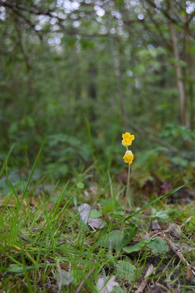 Cowslip by dragey74