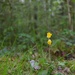 Cowslip by dragey74