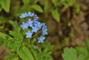 27th Apr 2021 - Forget me not