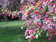 29th Apr 2021 - spring blossom