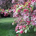 spring blossom by quietpurplehaze