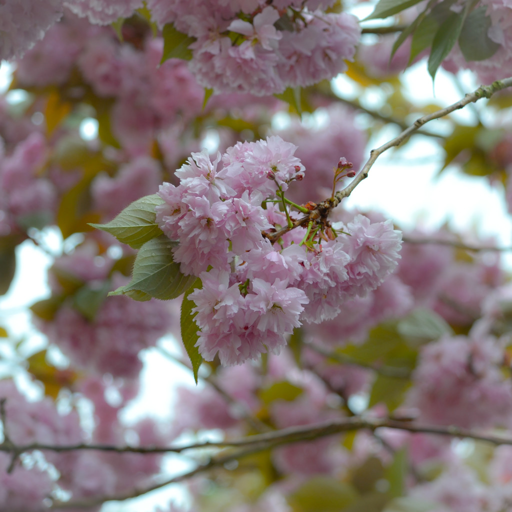 pink blossom by cam365pix