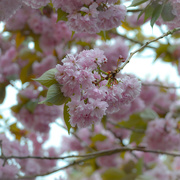 28th Apr 2021 - pink blossom