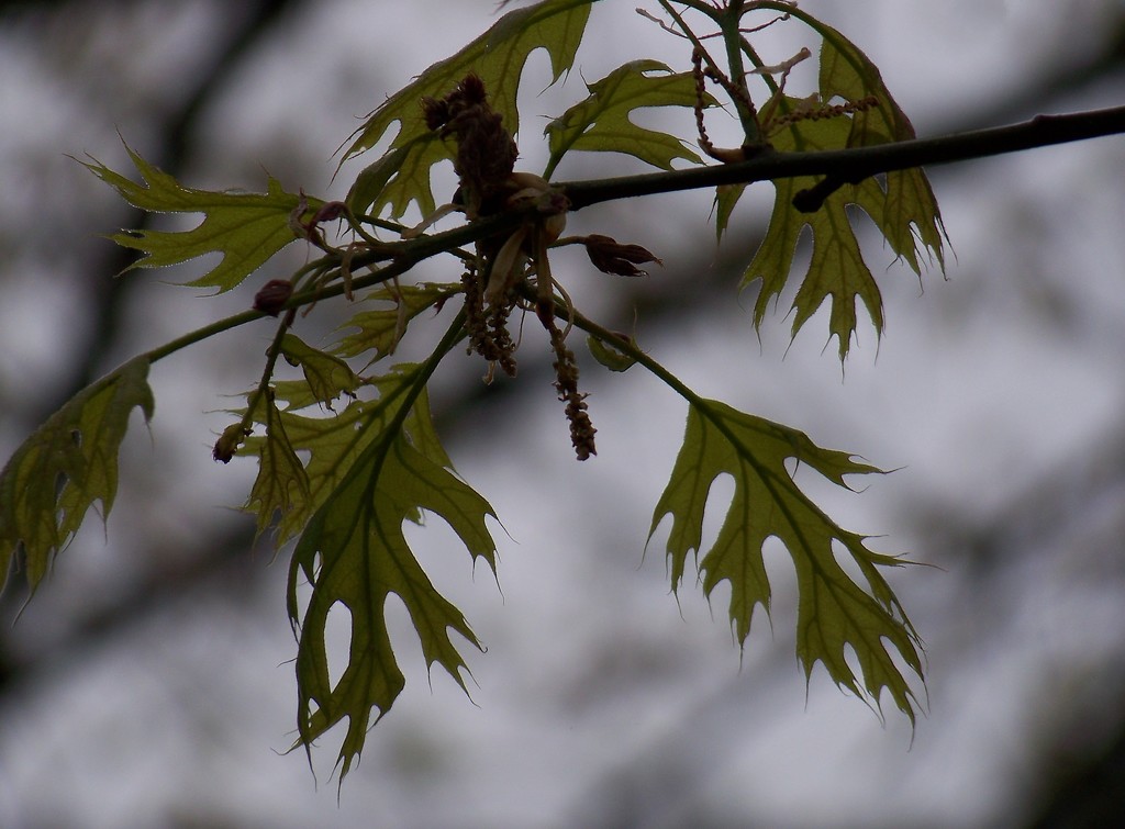 New pin oak leaves in the rain... by marlboromaam