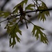New pin oak leaves in the rain... by marlboromaam
