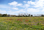 29th Apr 2021 - flowerfield in april