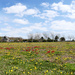 flowerfield in april by marijbar