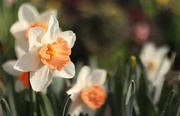 29th Apr 2021 - Daffodils in morning sun 