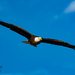 And yes there be eagles! by photographycrazy