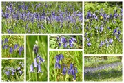 29th Apr 2021 - Bluebells, Bluebells and More Bluebells