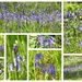 Bluebells, Bluebells and More Bluebells by susiemc