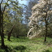 April 28th Magnolia at Winkworth Arboretum by valpetersen