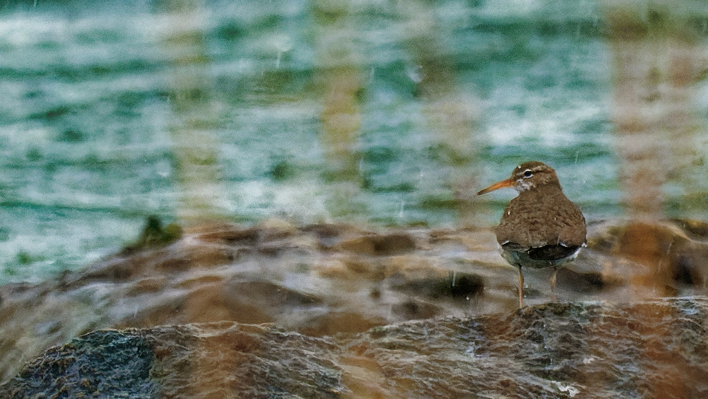 spotted sandpiper  by rminer