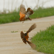 29th Apr 2021 - When American robins attack