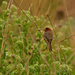house finch by rminer