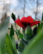 29th Apr 2021 - Carnation flower