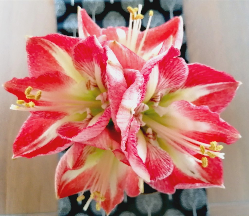 Amaryllis by flowerfairyann