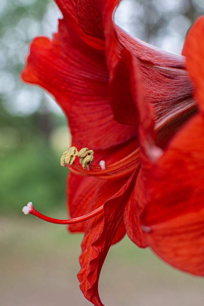 Amaryllis... by thewatersphotos