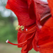 Amaryllis... by thewatersphotos