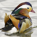 Mandarin Duck. by tonygig