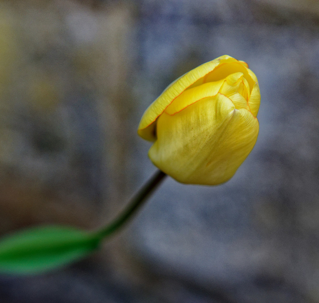 0428 - Tulip by bob65