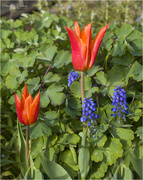 29th Apr 2021 - Orange Parrot Tulips