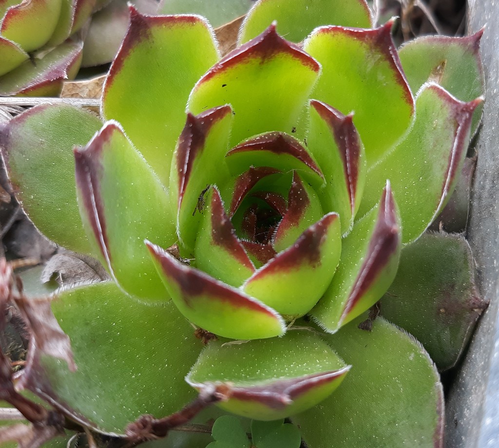 Hens and Chicks  by julie