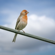 29th Apr 2021 - Bird on a Wire 