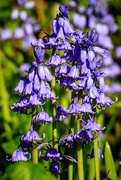 29th Apr 2021 - Bluebells before they're gone.