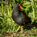 Same moorhen as last time. by iqscotland