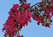 29th Apr 2021 - Blossom Tree.