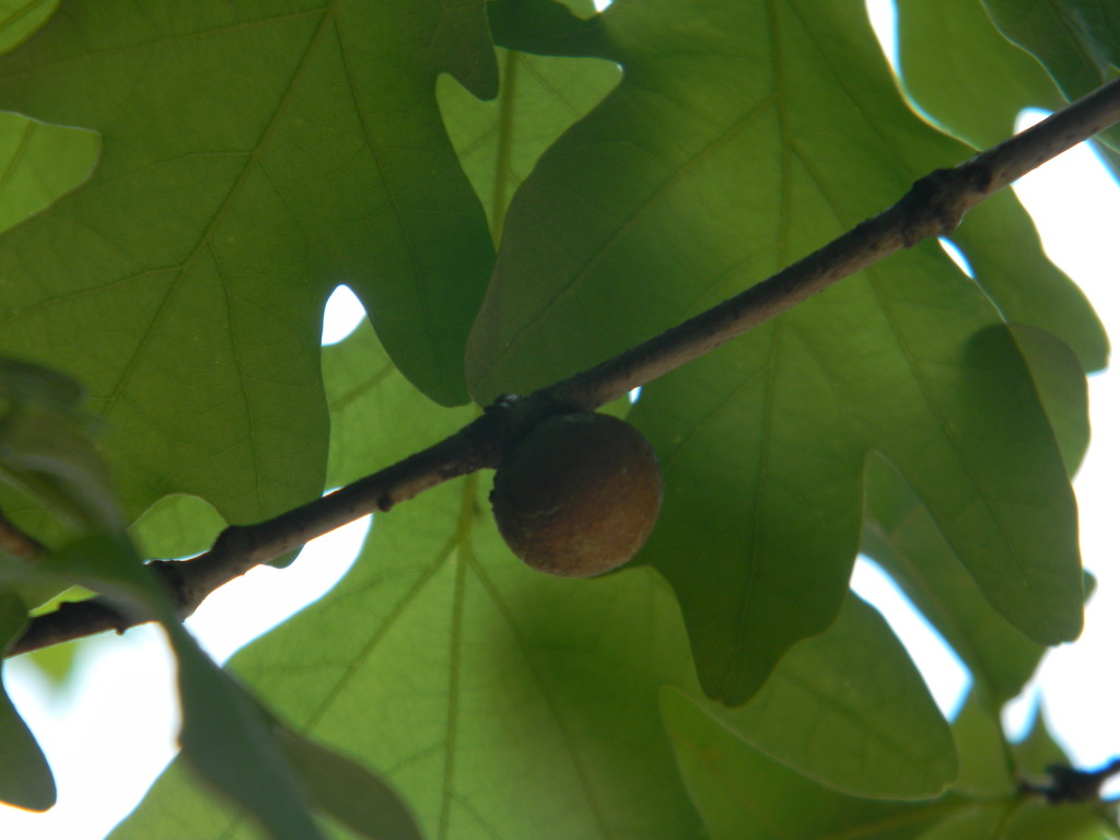 Acorn in Oak tree by sfeldphotos