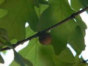 29th Apr 2021 - Acorn in Oak tree