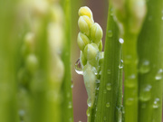 26th Apr 2021 - Lily-of-the-Valley