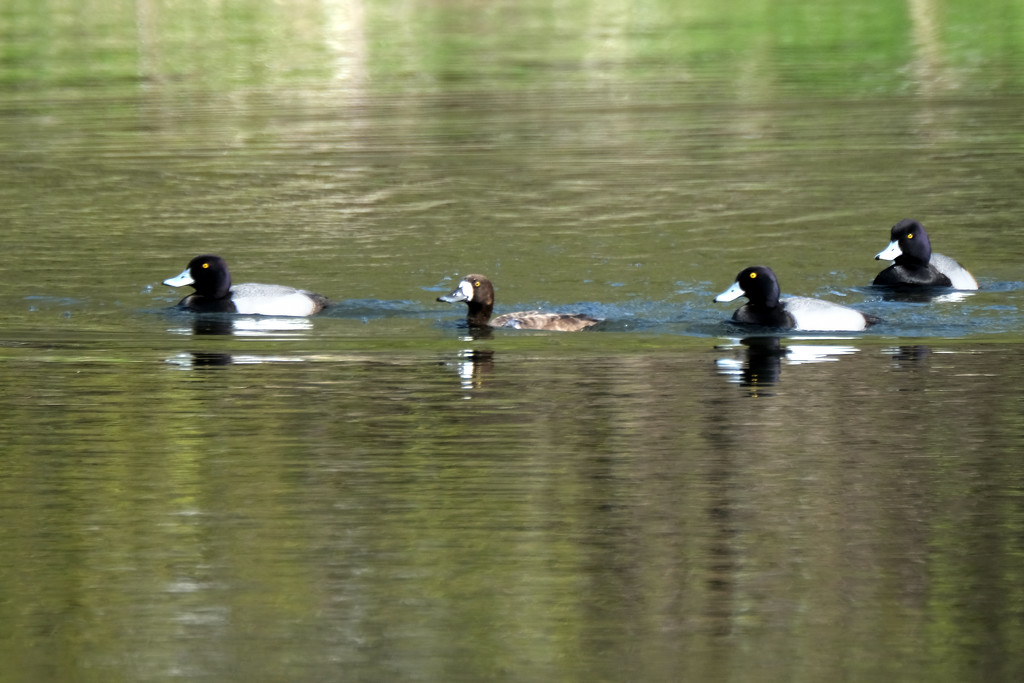 Lesser Scaups  by tosee