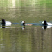Lesser Scaups  by tosee