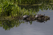 25th Apr 2021 - Turtle Island