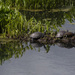 Turtle Island by timerskine