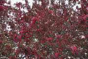 29th Apr 2021 - Crabapple tree just outside kitchen window