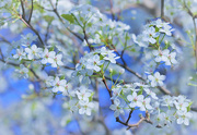 17th Apr 2021 - White Blossoms