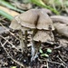 Mushroom family by sugarmuser