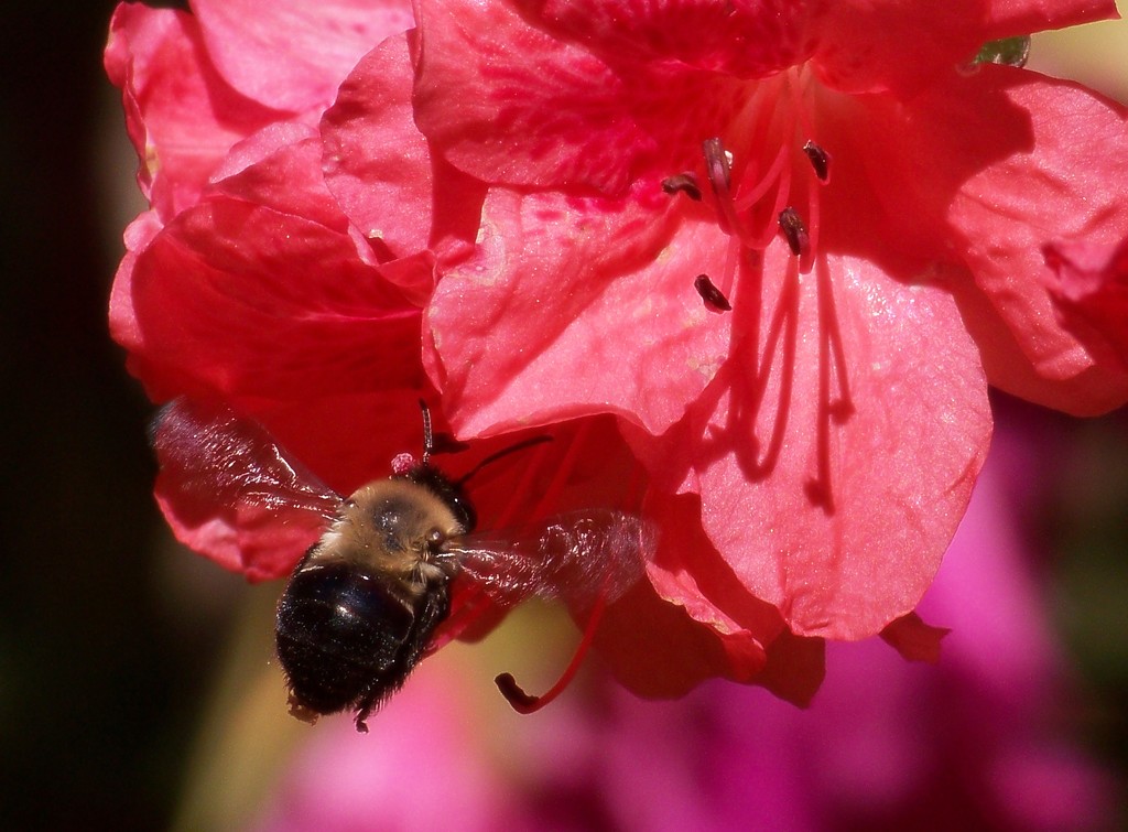 Flight of the bumblebee... by marlboromaam