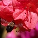 Flight of the bumblebee... by marlboromaam