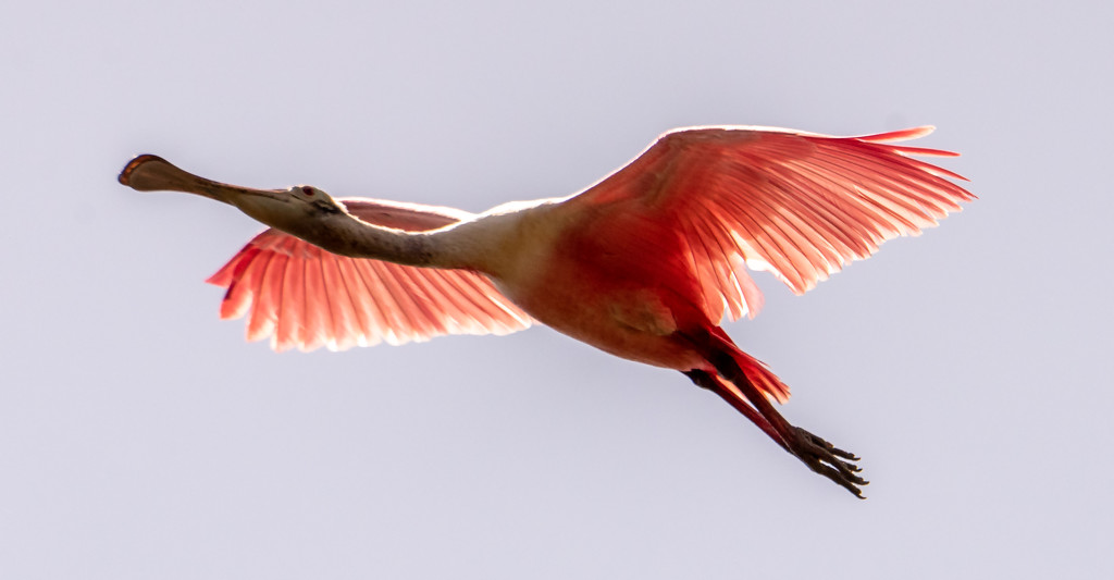 Roseate Spoonbill Fly-over by rickster549