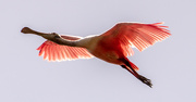 29th Apr 2021 - Roseate Spoonbill Fly-over