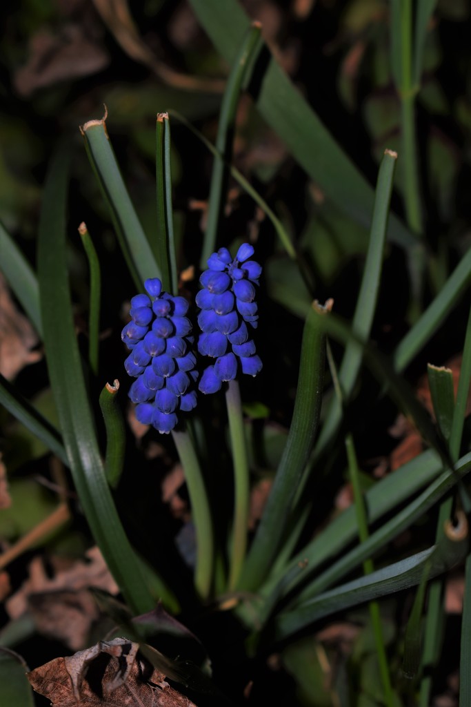 Today Grape Hyacinths by sandlily