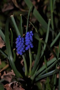 29th Apr 2021 - Today Grape Hyacinths