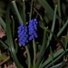 Today Grape Hyacinths by sandlily