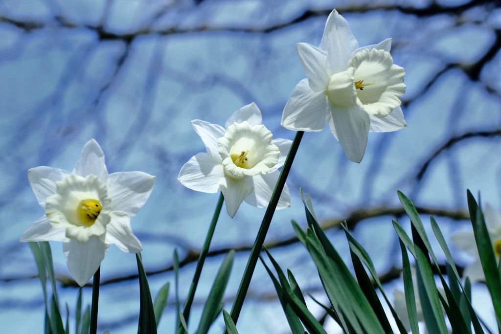 Daffodil 30 by 4rky